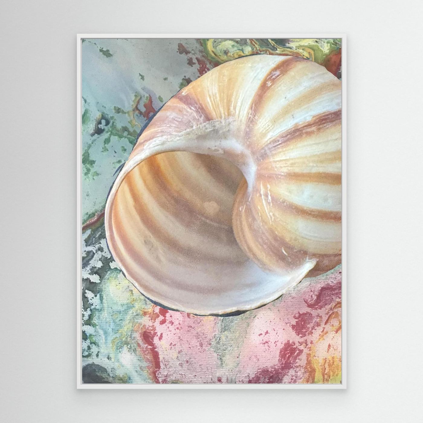 Shell On pink/green/blue background