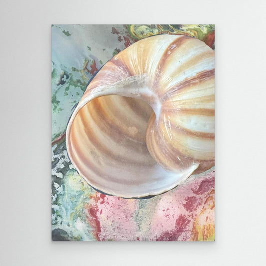 Shell On pink/green/blue background